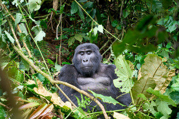 Adult silverback mountain gorilla in the wild, Bwindi National Park, Uganda © Adrian Solumsmo