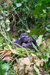 Adult silverback mountain gorilla in the wild, Bwindi National Park, Uganda