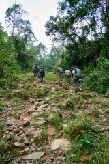 Obraz premium A group of people walking while Gorilla-trekking in Bwindi Impenetrable Forest, Uganda