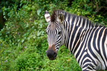 Fototapeta na wymiar A close-up of a Zebra, Lake Bunyonyi, Uganda