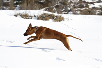 Cucciolo di Rhodesian Ridgeback con collare che corre sulla neve. Profilo. Gimillan, Val d'Aosta. Italia