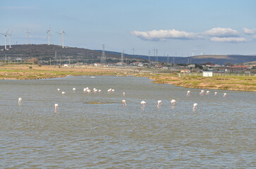 Greater Flamingos at Alacati Wetlands in spring (Cesme, Izmir province, Turkey)