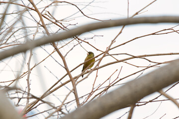 bird on a branch