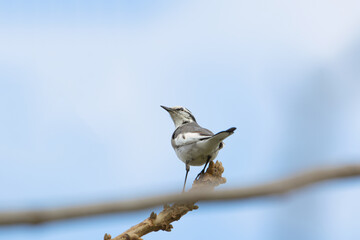 bird on a branch