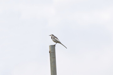 bird on a wire