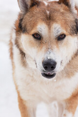 Dog winter portrait