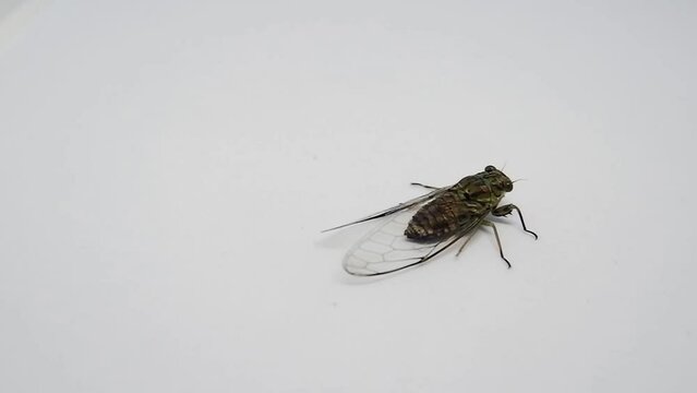 Black Cicadidae walking in white Background