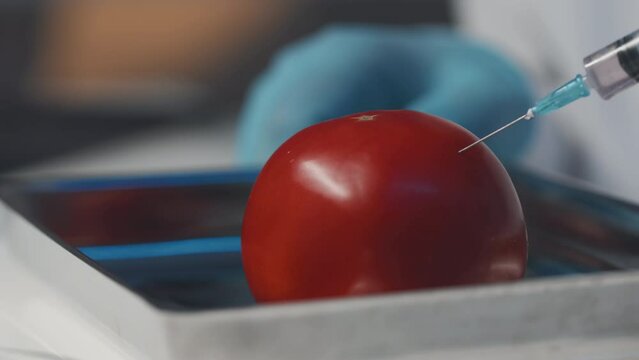 Close-up of red ripe tomato and syringe with long sharp needle during injection of chemical substance against defocused gloved hand of biotechnologist carrying out scientific experiment