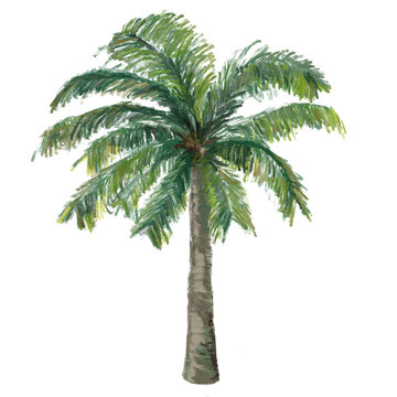 Coconut tree isolated background illustration. Tropical plant. Palm tree  .