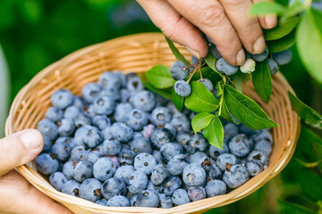 Women's hands picking ripe blueberries. Holding a wicker bowl, full of berries. Blueberry -...