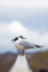 Black headed gulls in a line with very tight focus on the first bird. The bird behind is looking back adding good symmetry as their beaks face opposite directions. A beautiful small gull.