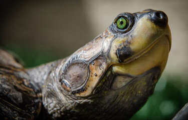 Charapa turtle (Podocnemis cayennensis)