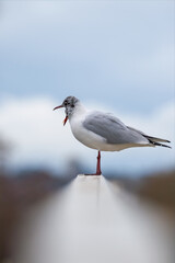 A black headed gull with its beak wide open as it yawns. Very tight focus on the bird with the foreground in extremely soft focus. A striking nature picture of this beautiful small gull.