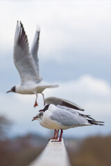 Black headed gulls in a line with very tight focus on the first bird. The other birds can be seen in soft focus as one of them takes off. A n interesting picture of these beautiful sea birds.