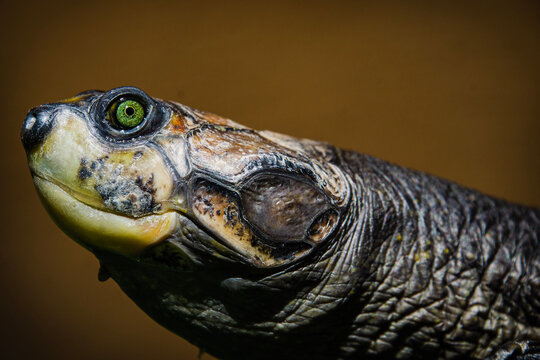 Charapa turtle (Podocnemis cayennensis)