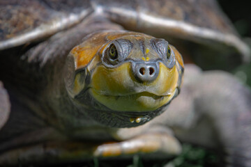 Charapa turtle (Podocnemis cayennensis)
