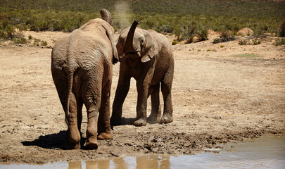 At the watering hole. elephants on the plains of Africa.