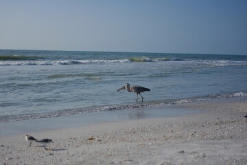 Great blue heron eating dead fish (red tide) at the Indian rocks beach Florida