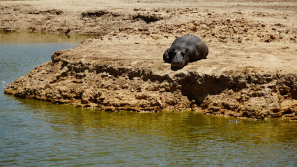 Naklejka premium Lazing around in the sun. a hippo lying near a watering hole in the plains of Africa.