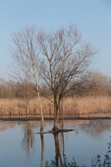 Peaceful reflection play in the midst of the swamp
