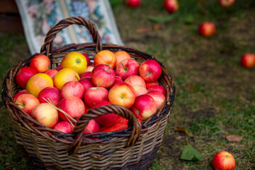 
Full wicker basket of yellow and red apples in the garden