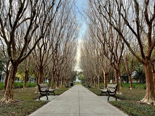 Obraz premium trees lining a walkway in the park