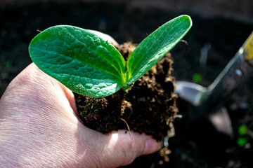 A small green sprout in a clod of brown earth in a hand against the background of a garden tool