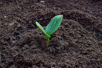 Small green sprout of zucchini in brown ground