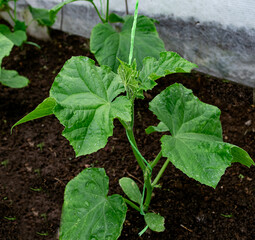 Seedlings of cucumbers on a leash in a greenhouse in spring