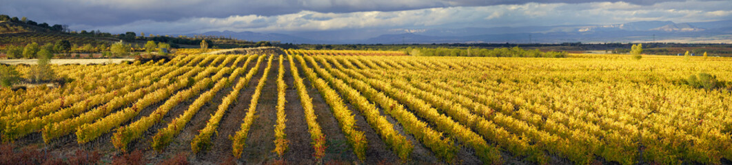 panoramica, view, sunset of vineyards in autumn, Spain La Rioja.