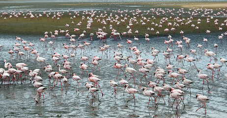 Pink Flamingos in Lagoon, Walvis Bay, Namibia