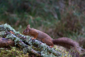 Red Squirrel (Sciurus vulgaris) in a pine forest in the highlands of Scotland, United Kingdom.