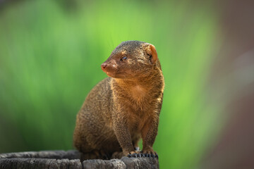 Zwergmanguste schaut zur Seite 