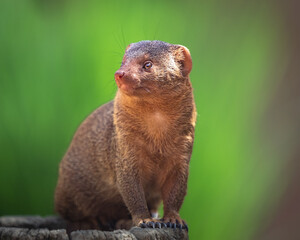Zwergmanguste schaut einfach weg 