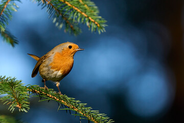 Robin (Erithacus rubecula) in a pine forest in. the highlands of Scotland, United Kingdom.