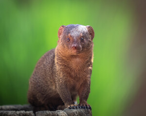 Zwergmanguste schaut zu mir 