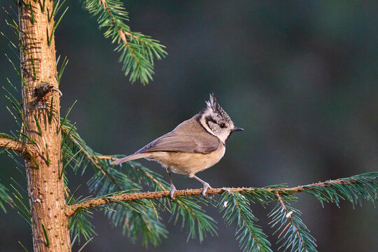 Crested Tit (Lophophanes cristatus) in a pine forest in the highlands of Scotland, United Kingdom.
