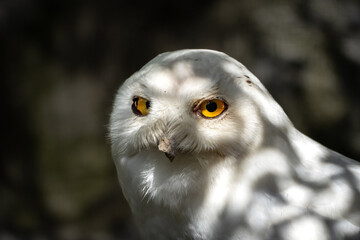 Schnee-Eule liegt auf der Lauer 