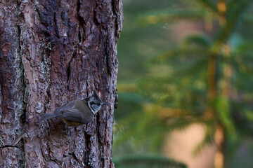 Crested Tit (Lophophanes cristatus) in a pine forest in the highlands of Scotland, United Kingdom.