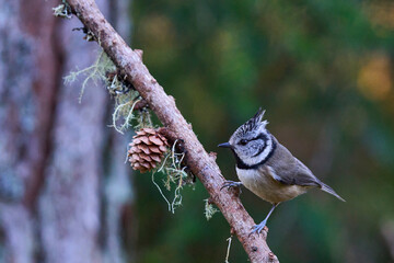 Crested Tit (Lophophanes cristatus) in a pine forest in the highlands of Scotland, United Kingdom.