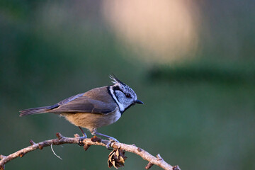 Crested Tit (Lophophanes cristatus) in a pine forest in the highlands of Scotland, United Kingdom.