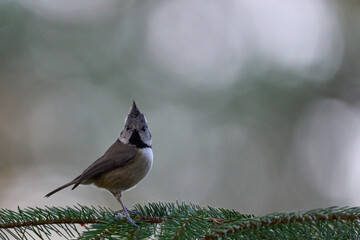 Crested Tit (Lophophanes cristatus) in a pine forest in the highlands of Scotland, United Kingdom.