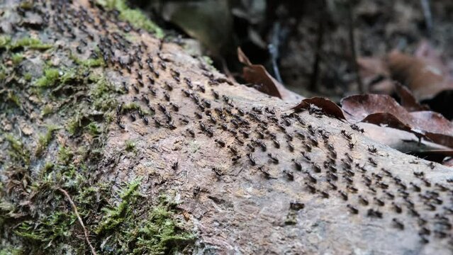 Tripod shot of worker termites highway in the forest. Thailand.
