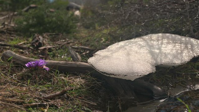Close up footage of old snow melting in a field with lilac flowers and grass.