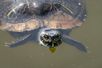 Schildkröte dreht eine Runde im Wasser