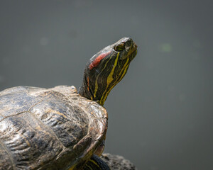 Schildkröte beim Sonnenbad 