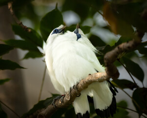 Weiße Vögel kuscheln 