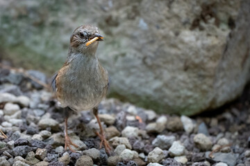 Spatz im Futter im Schnabel 