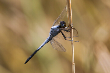 Dragonfly, Kruger National Park