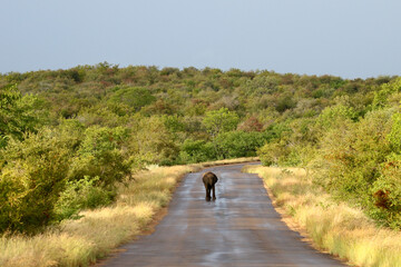 Kruger National Park, South Africa: young elephant drinking rainwater off the road